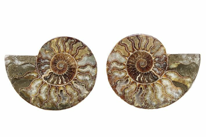 Cut & Polished, Crystal-Filled Ammonite Fossil - Madagascar #282650